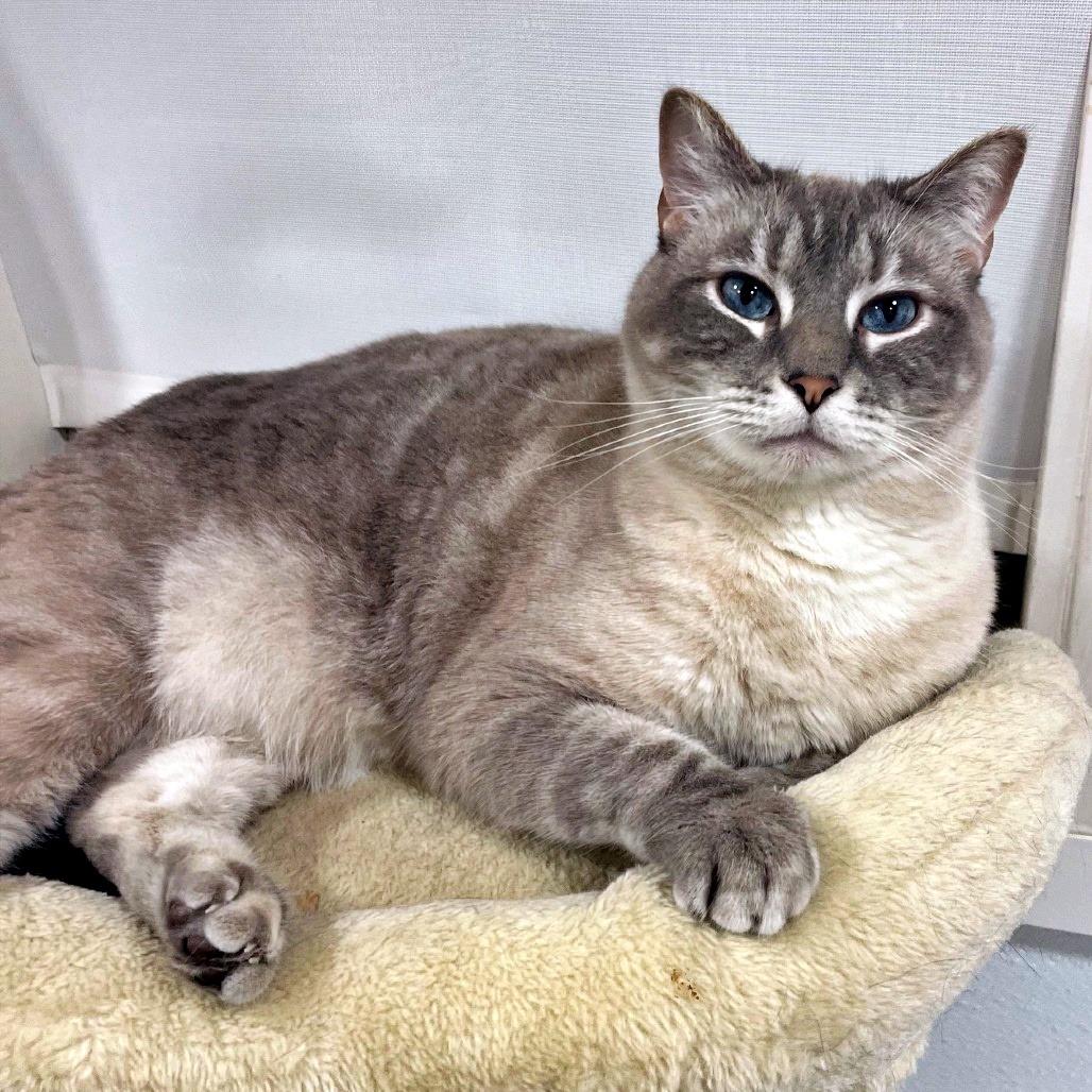 Itachi, a Adoptable mixed breed in Prescott, AZ image 3/5