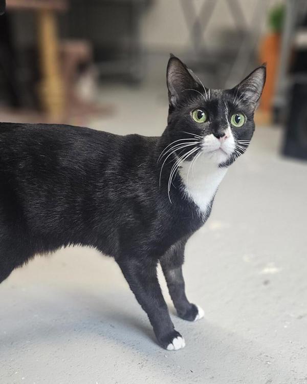 Kaikoura, Adoptable, Young Female Domestic Short Hair.