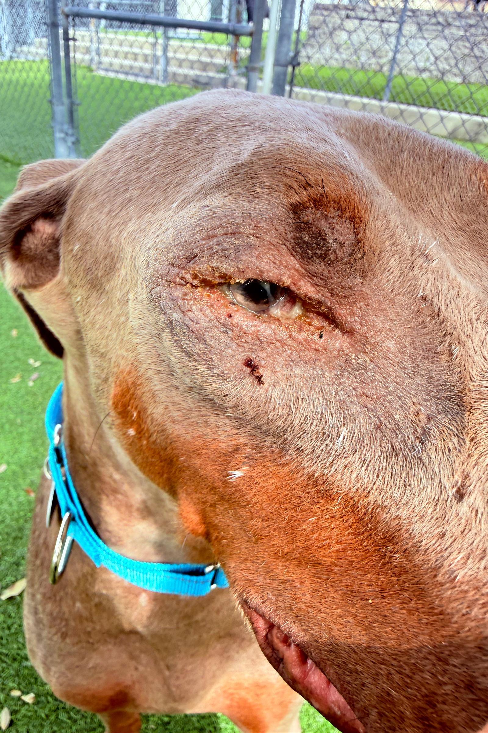 Canelo 3481, a Adoptable Doberman Pinscher in Oakland Park, FL image 1/3