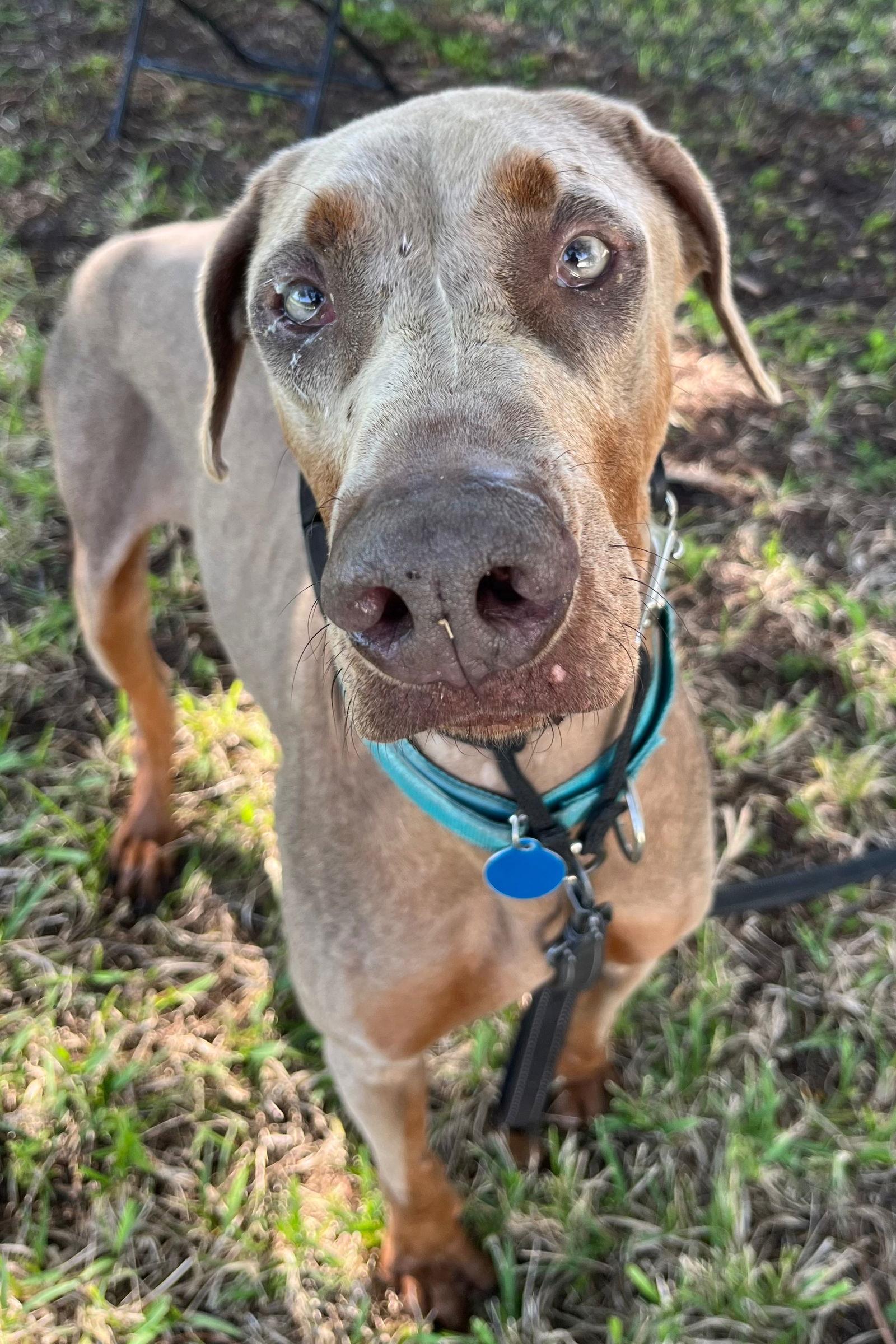 Canelo 3481, Adoptable, Young Male Doberman Pinscher.