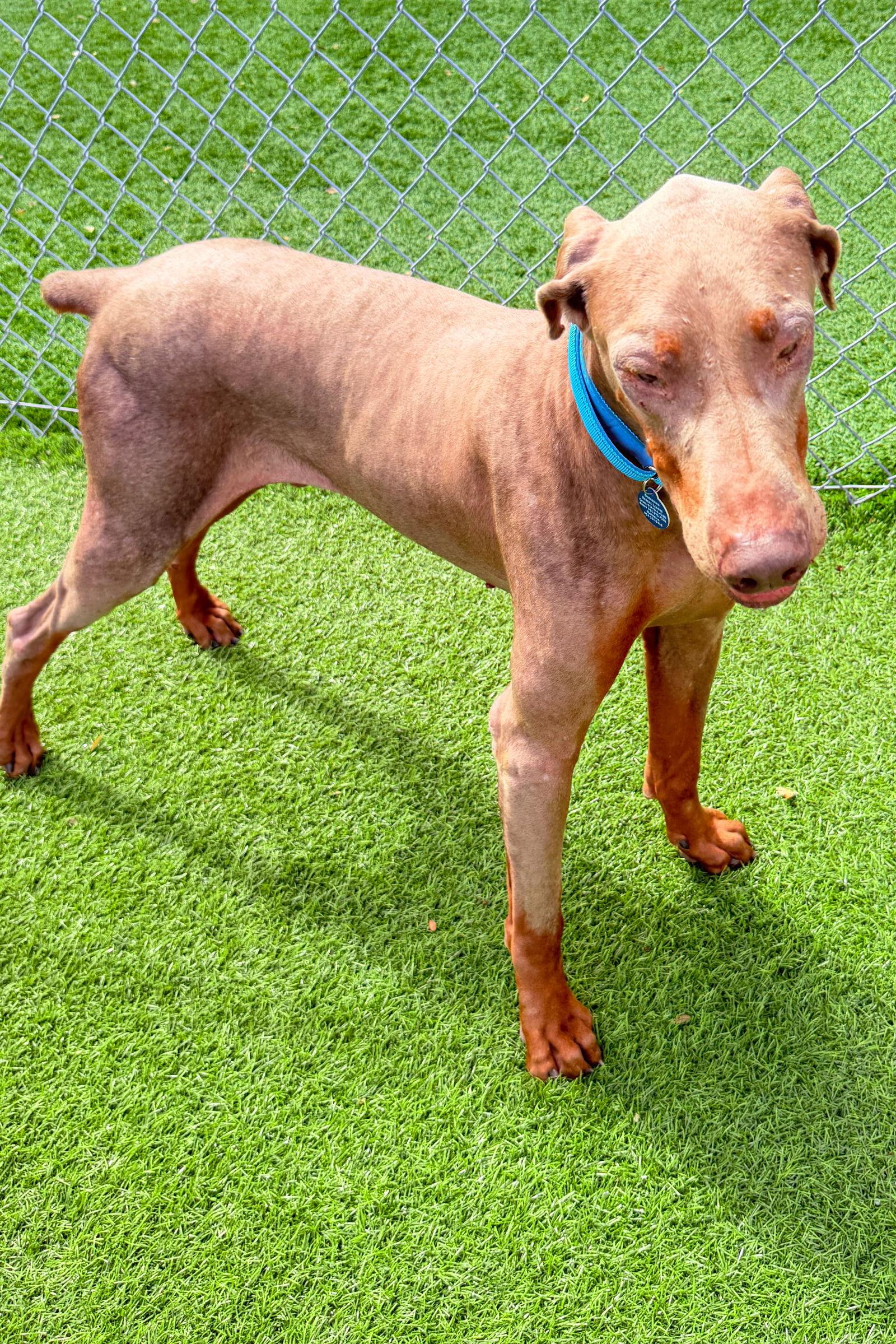 Canelo 3481, a Adoptable Doberman Pinscher in Oakland Park, FL image 2/3