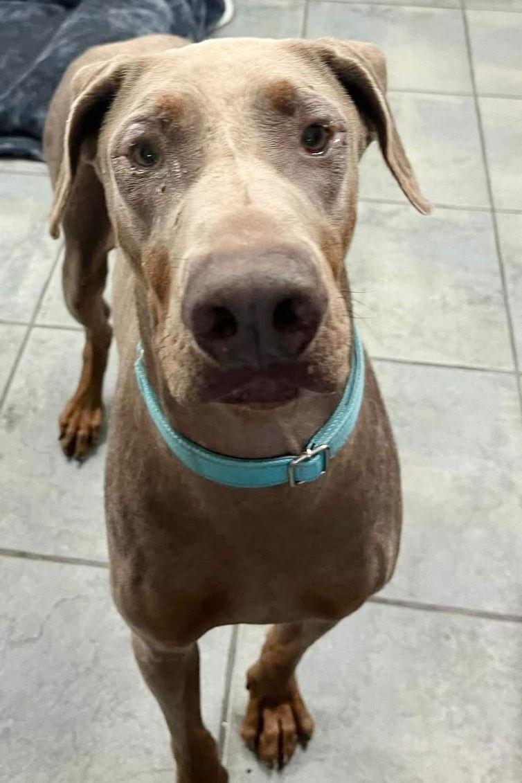 Canelo 3481, a Adoptable Doberman Pinscher in Oakland Park, FL image 3/3