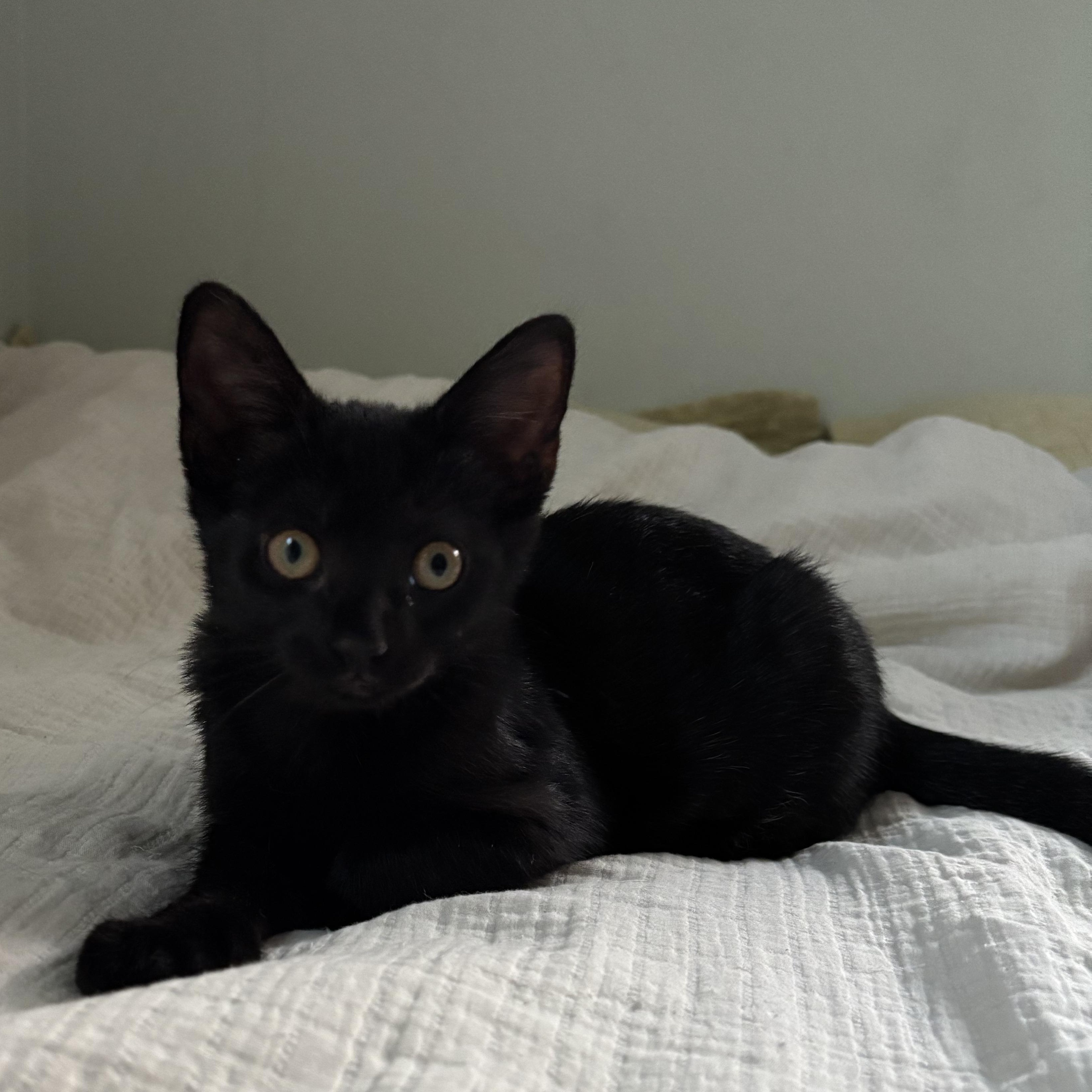 Dahlia, Baby Female unknown