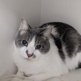 Monty, Adoptable, Adult Male Domestic Short Hair.