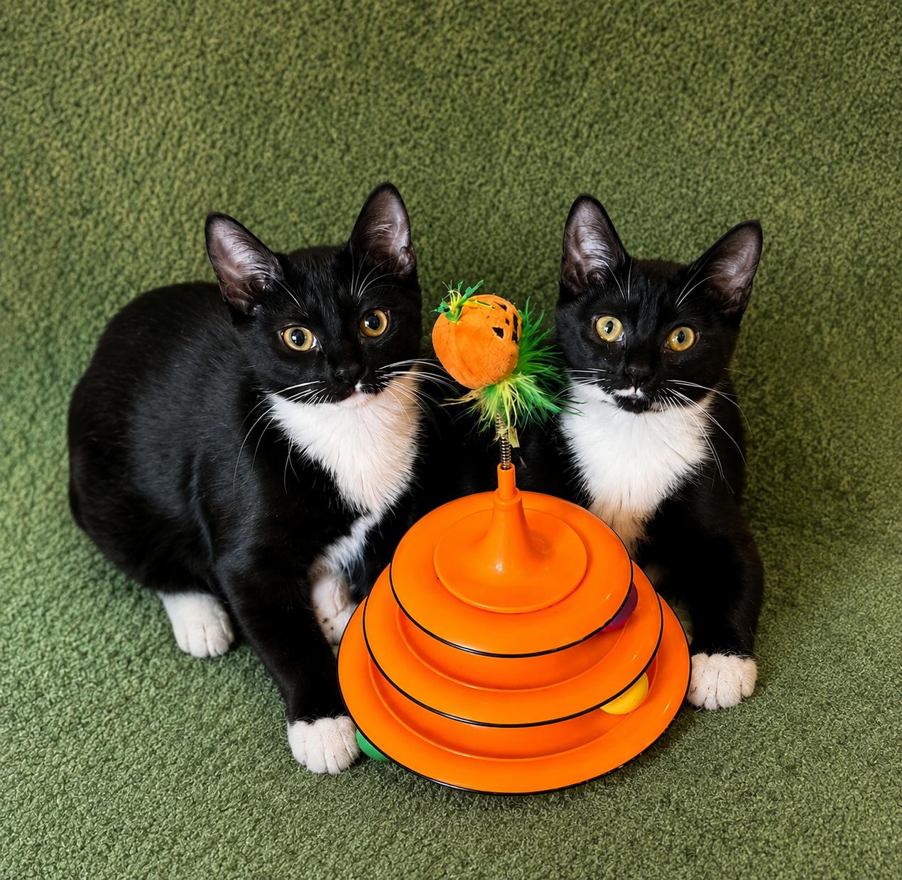 Enlarge Amberdonia and Pandalera, a ADOPTABLE Domestic Short Hair in West Pittston, PA image 1/1