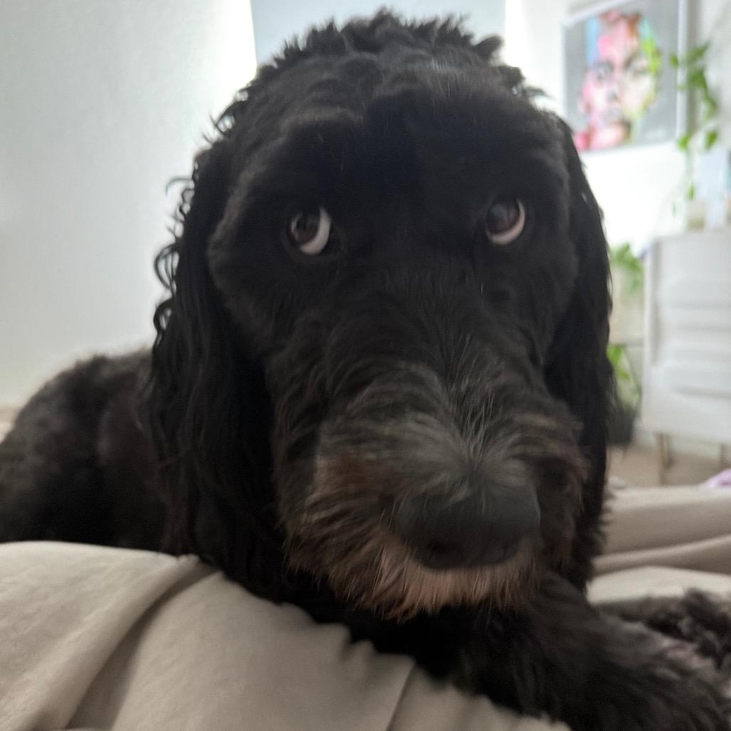 Benjamin, Adoptable, Adult Male Standard Poodle & Bernese Mountain Dog.