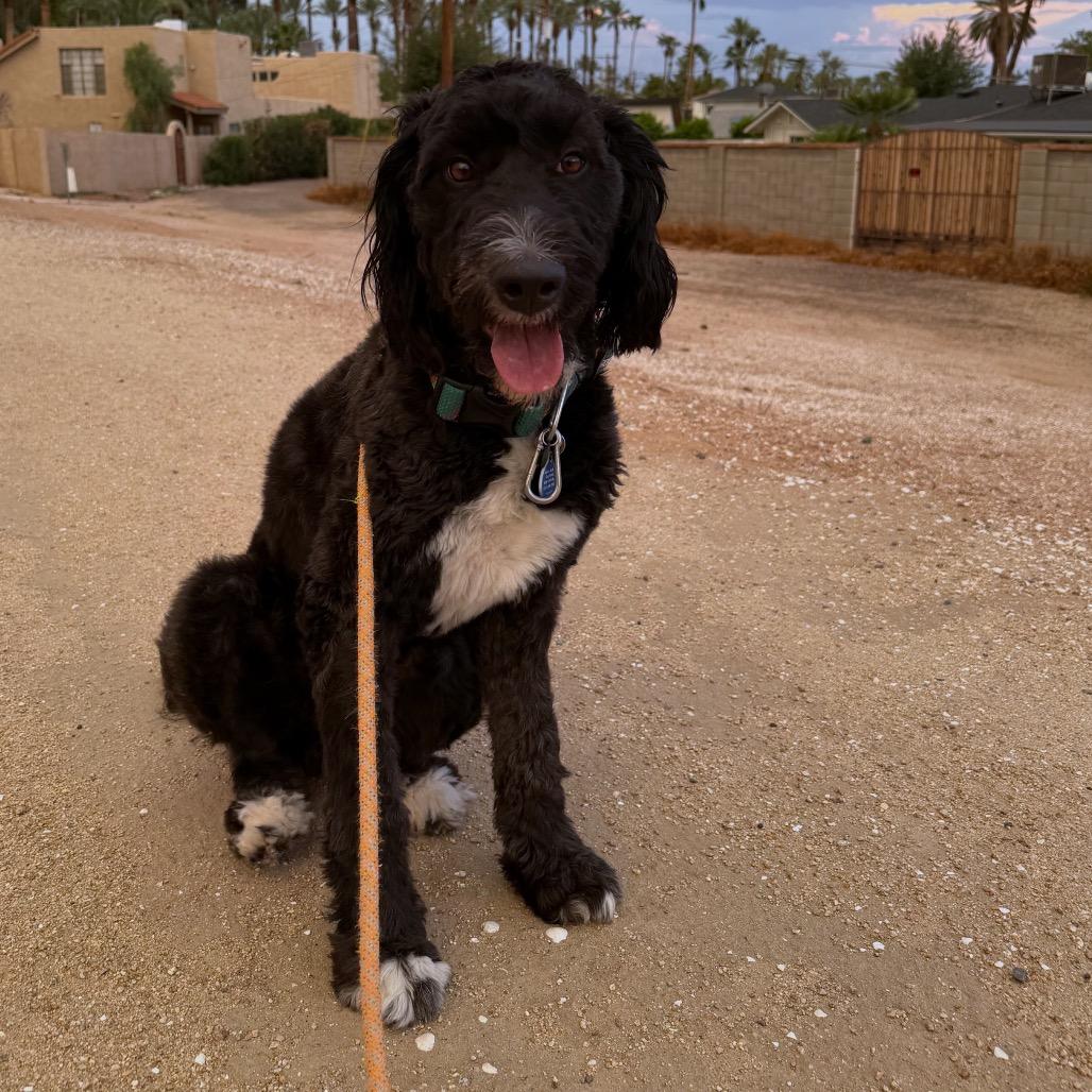 Enlarge Benjamin, a Adoptable mixed breed in Apache Junction, AZ image 3/6