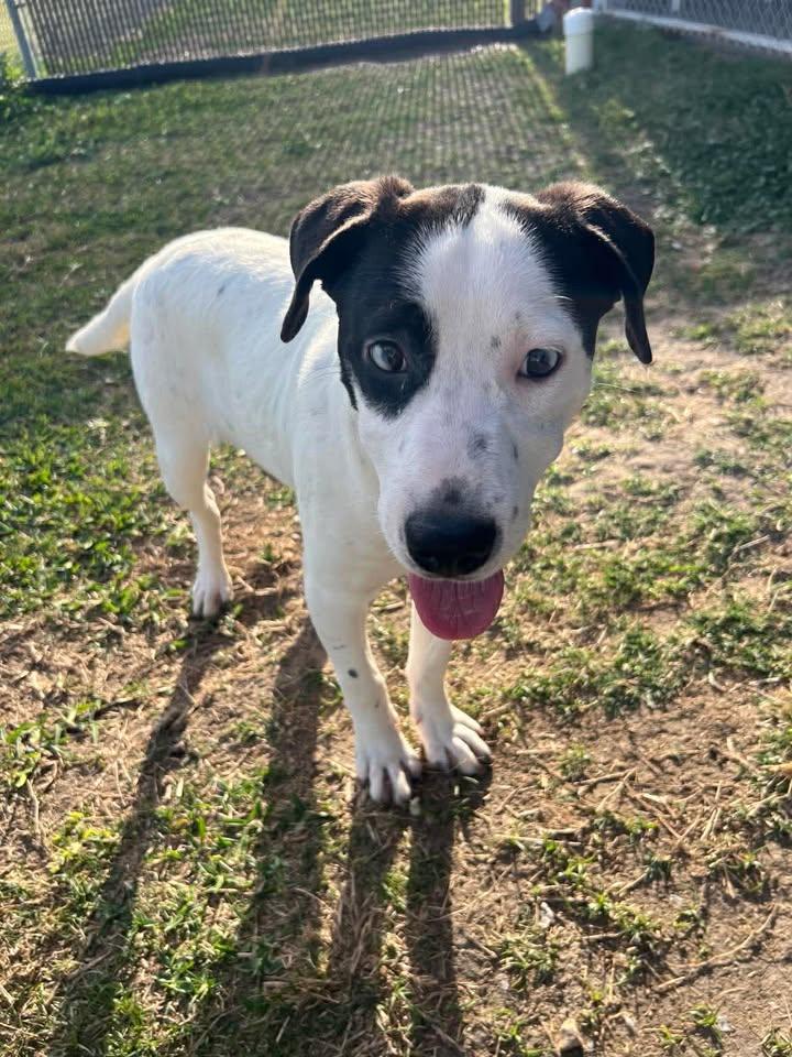 Enlarge Duvall, a ADOPTABLE mixed breed in Port Lavaca, TX image 2/5