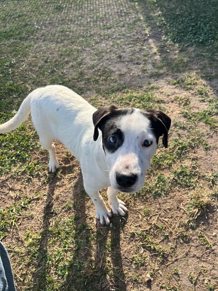 Enlarge Duvall, a ADOPTABLE mixed breed in Port Lavaca, TX image 1/5