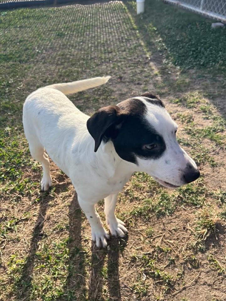 Enlarge Duvall, a ADOPTABLE mixed breed in Port Lavaca, TX image 3/5