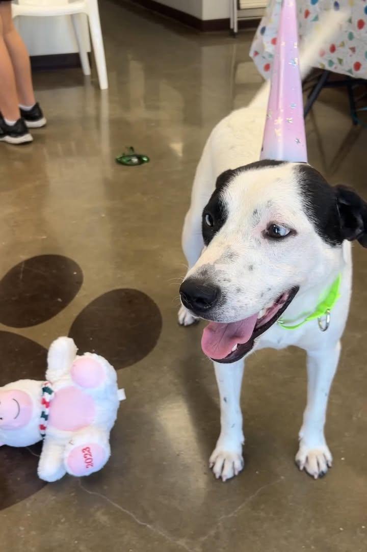 Duvall, Adoptable, Adult Male Catahoula Leopard Dog & Terrier.