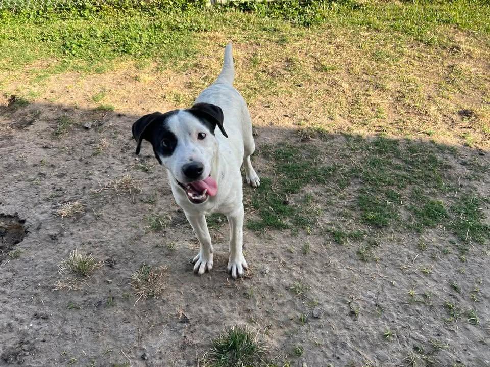 Duvall, ADOPTABLE, Young Male Catahoula Leopard Dog & Terrier.
