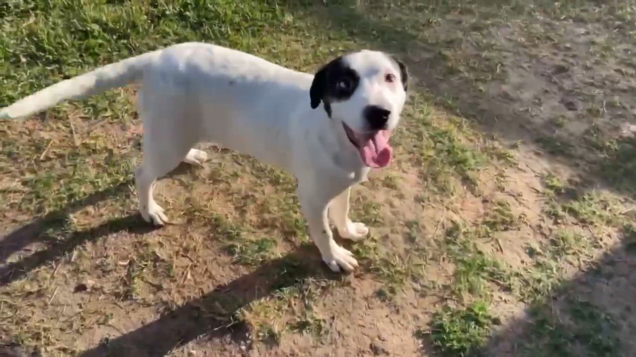 Enlarge Duvall, a ADOPTABLE mixed breed in Port Lavaca, TX video 5/5