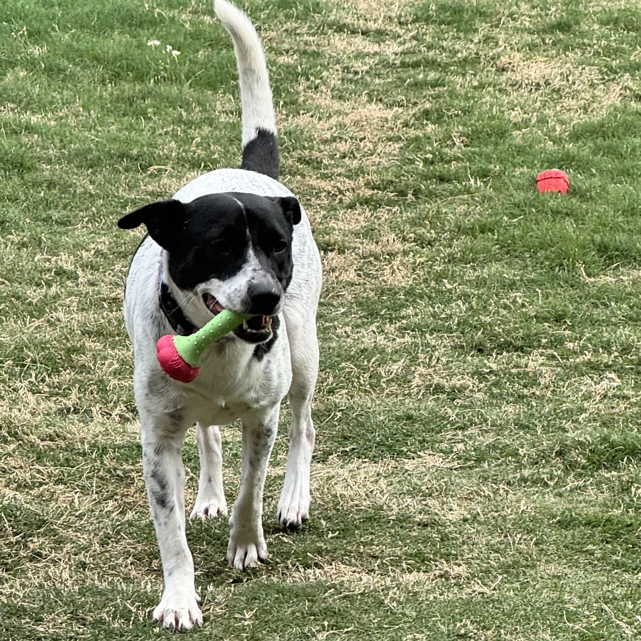 Daisy Sue
