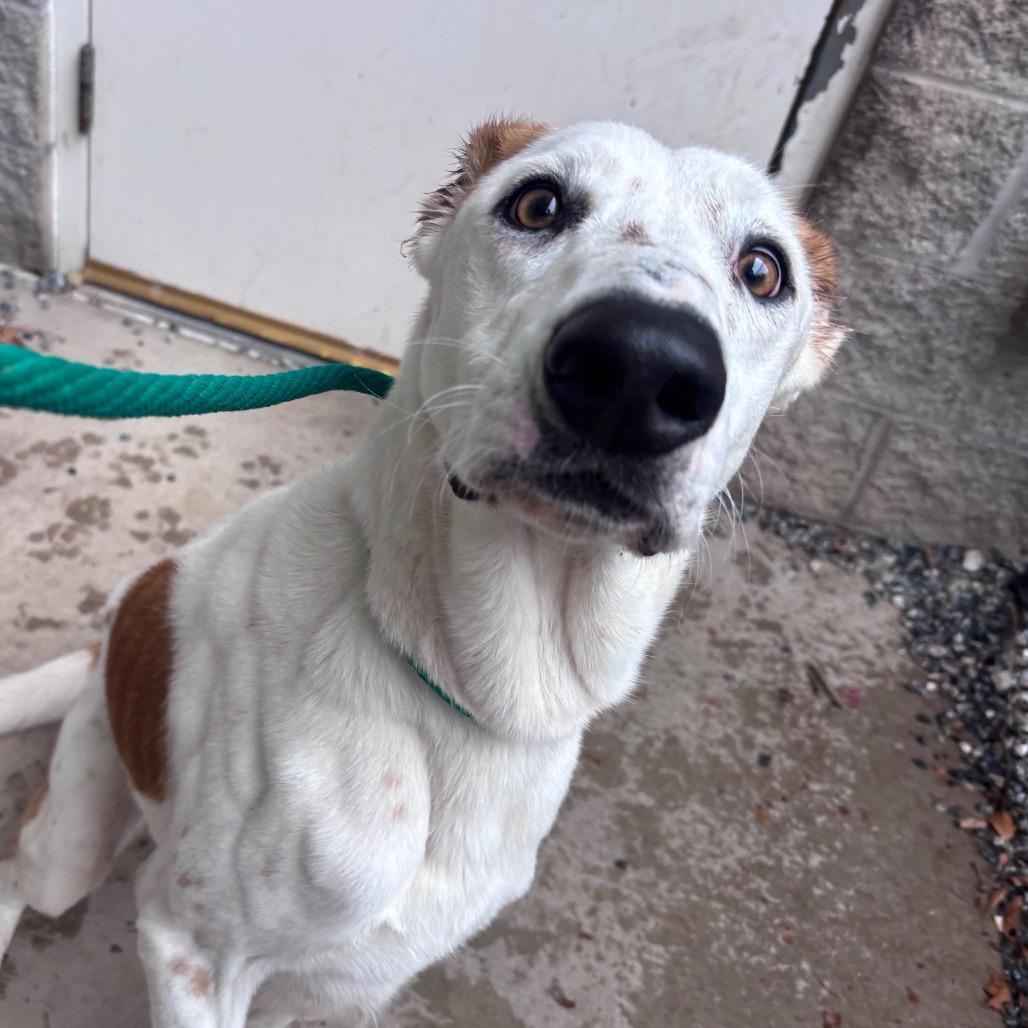 Enlarge Waffles, a Adoptable mixed breed in York, PA image 2/5