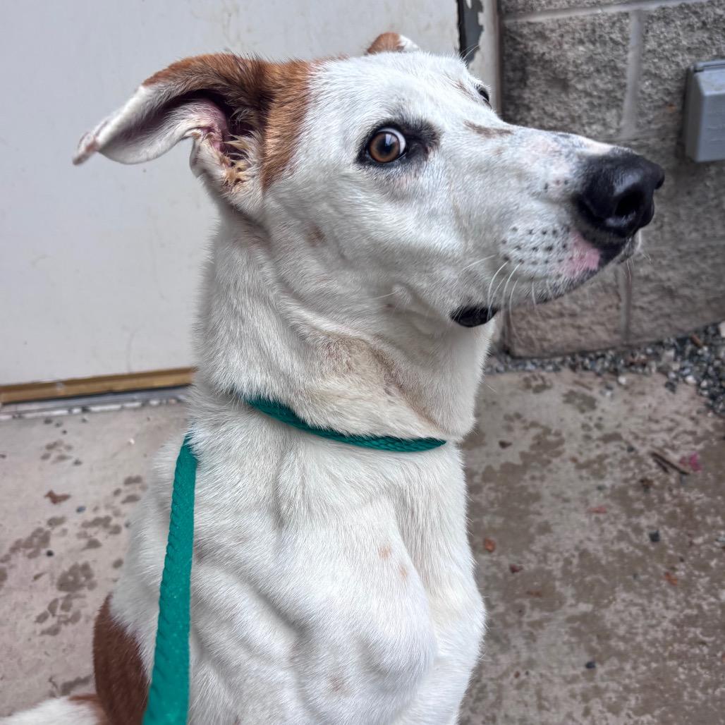 Enlarge Waffles, a Adoptable mixed breed in York, PA image 3/5