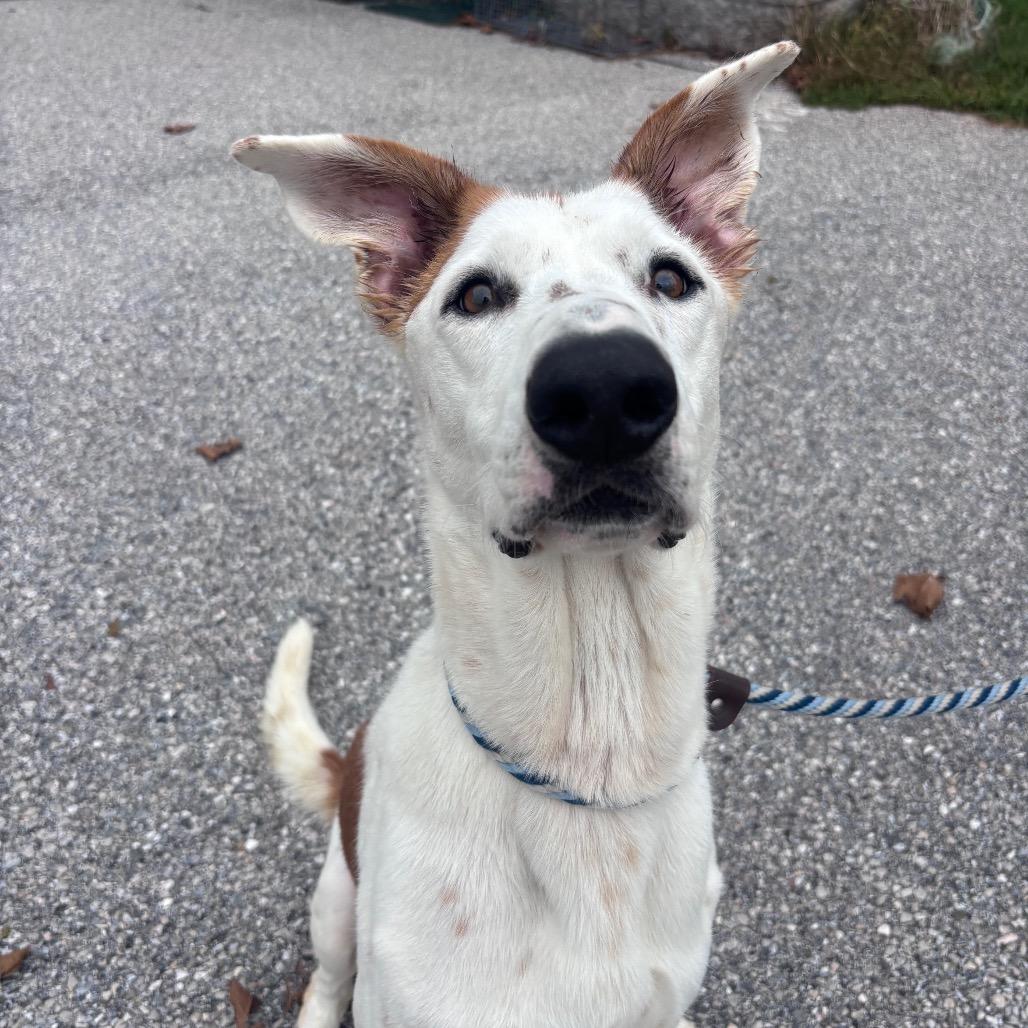Enlarge Waffles, a Adoptable mixed breed in York, PA image 4/5