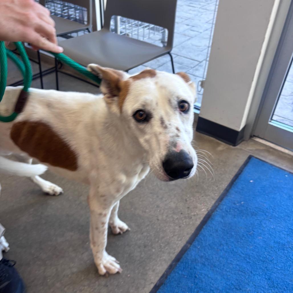Enlarge Waffles, a Adoptable mixed breed in York, PA image 5/5