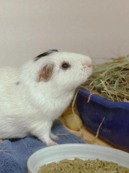 Bates, Adoptable, Adult Male Guinea Pig & Guinea Pig.