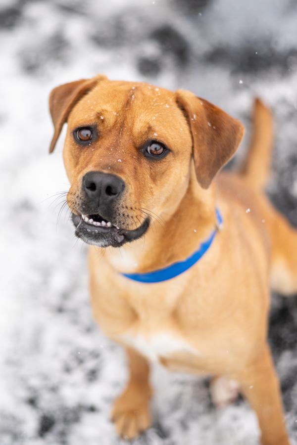 Enlarge Stella, a Adoptable mixed breed in Stratham, NH image 1/3