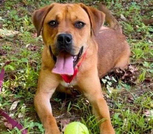 Enlarge Stella, a Adoptable mixed breed in Stratham, NH image 2/3