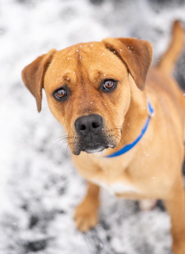 Enlarge Stella, a Adoptable mixed breed in Stratham, NH image 3/3