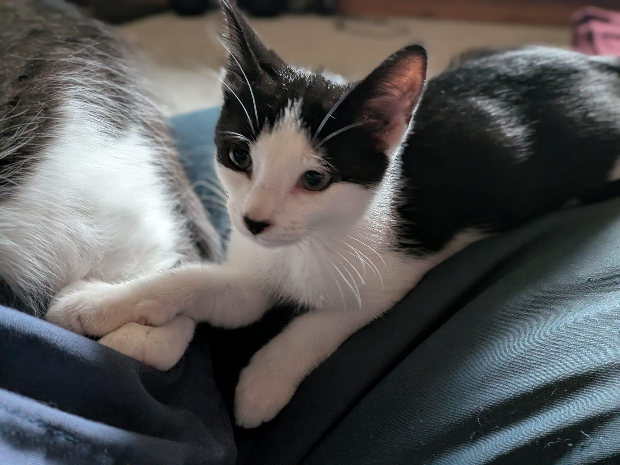Dex, a Adoptable Domestic Short Hair in Cambridge, ON image 3/4