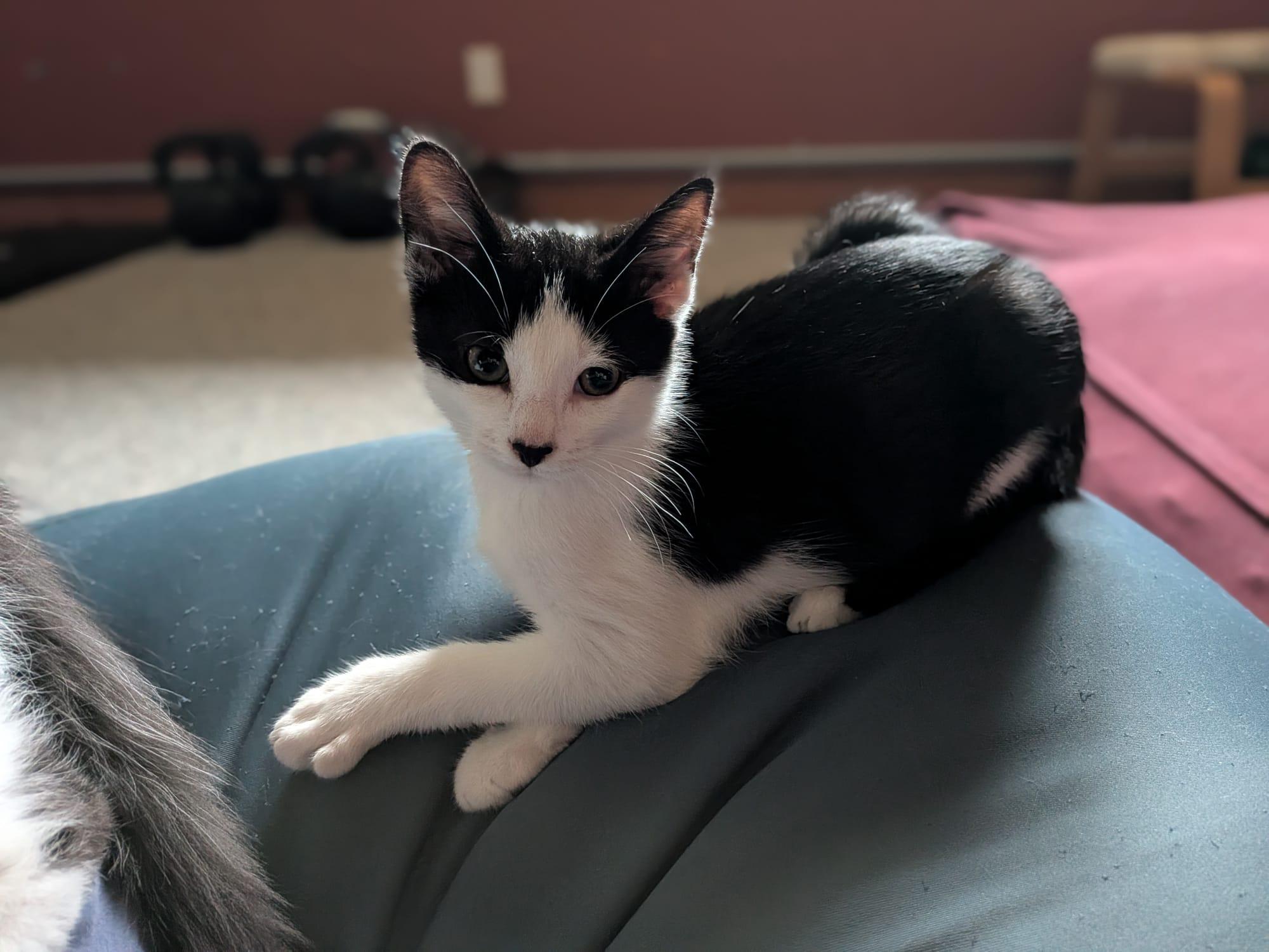 Dex, a Adoptable Domestic Short Hair in Cambridge, ON image 4/4