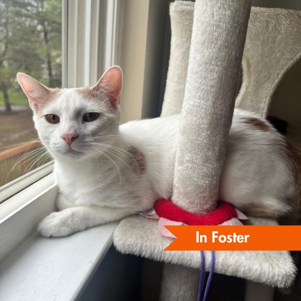 Sumo, Adoptable, Young Male Domestic Short Hair.