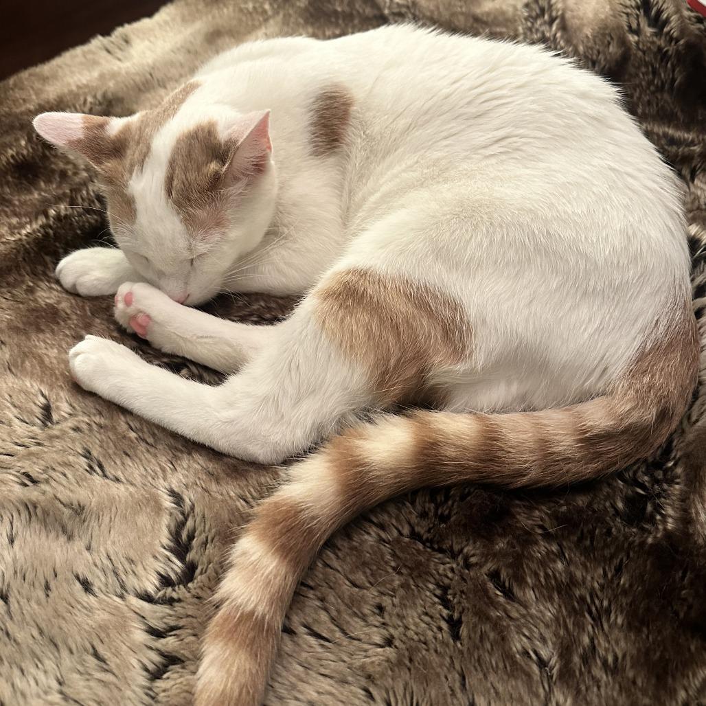 Enlarge Sumo, a Adoptable Domestic Short Hair in Baltimore, MD image 4/5