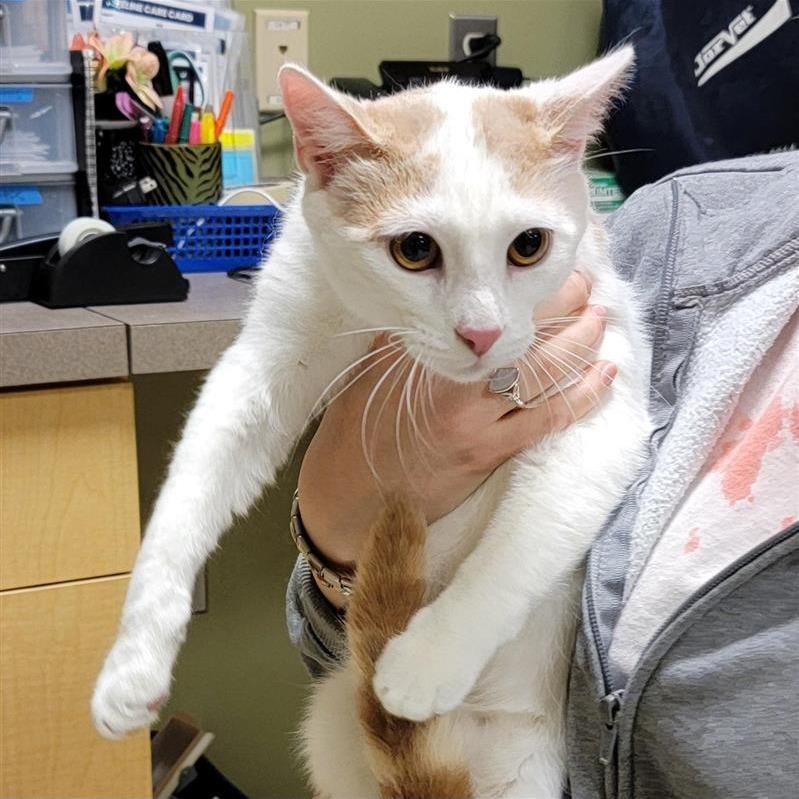 Enlarge Sumo, a Adoptable Domestic Short Hair in Baltimore, MD image 5/5