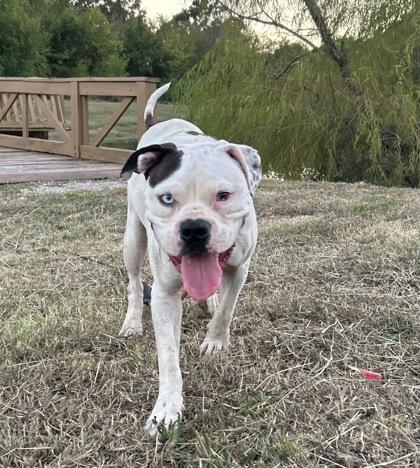 Enlarge Charlie, a Adoptable mixed breed in Yellville, AR image 3/3