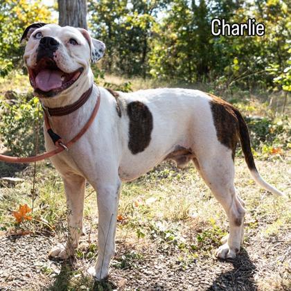 Enlarge Charlie, a Adoptable mixed breed in Yellville, AR image 1/3