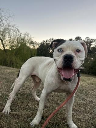 Enlarge Charlie, a Adoptable mixed breed in Yellville, AR image 2/3