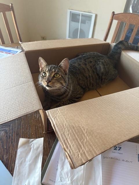 Spunky, a Adoptable Tiger in Santa Cruz, CA image 3/6