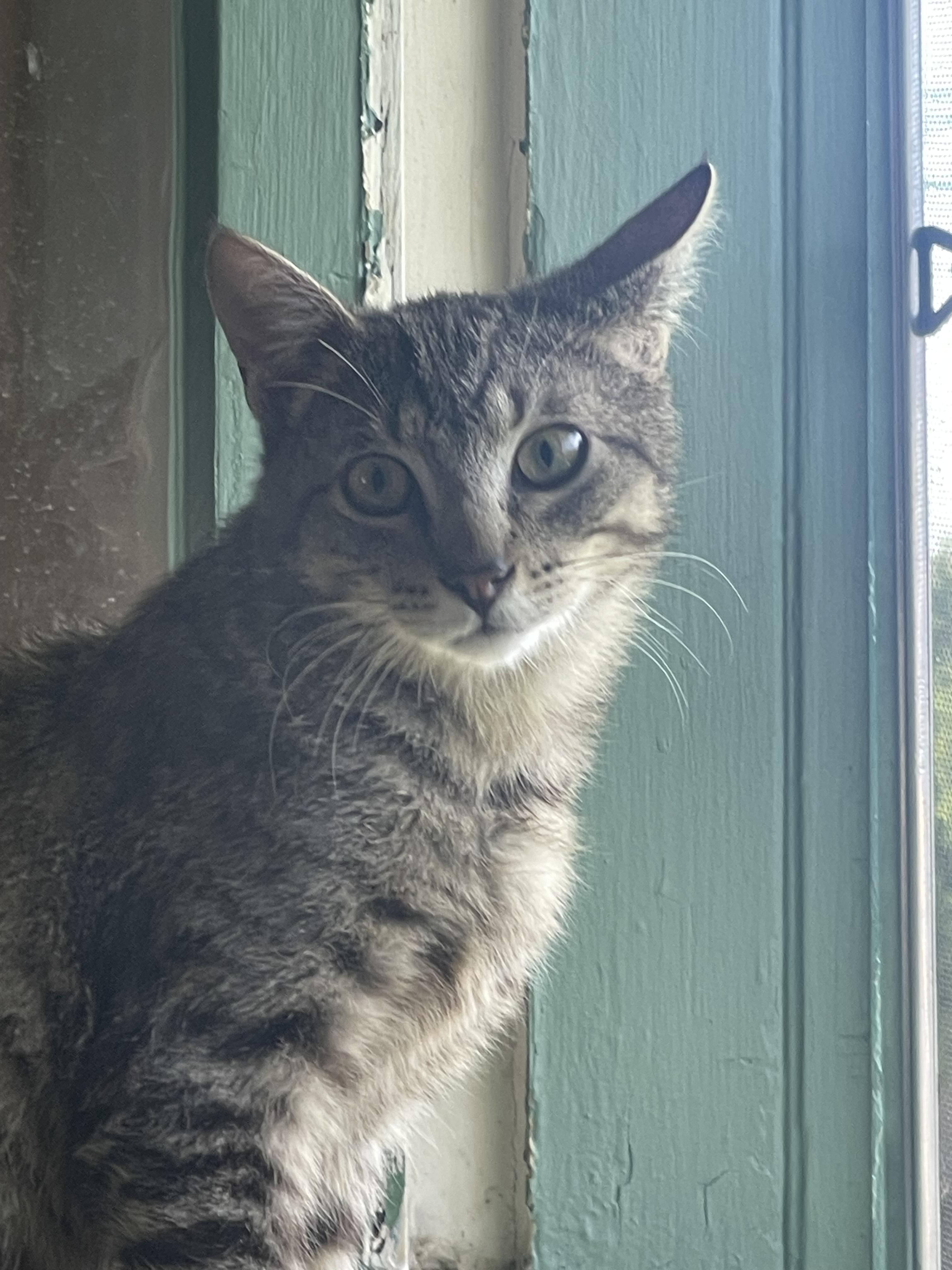 Spunky, a Adoptable Tiger in Santa Cruz, CA image 6/6