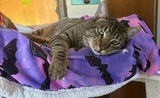 Spunky, a Adoptable Tiger in Santa Cruz, CA image 1/6