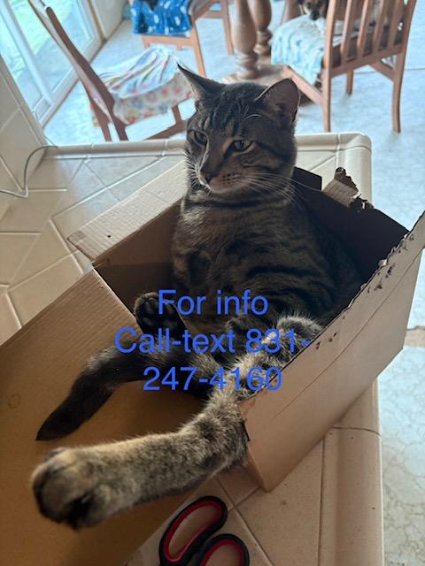 Enlarge Spunky!, a Adoptable Tiger in Santa Cruz, CA image 2/6