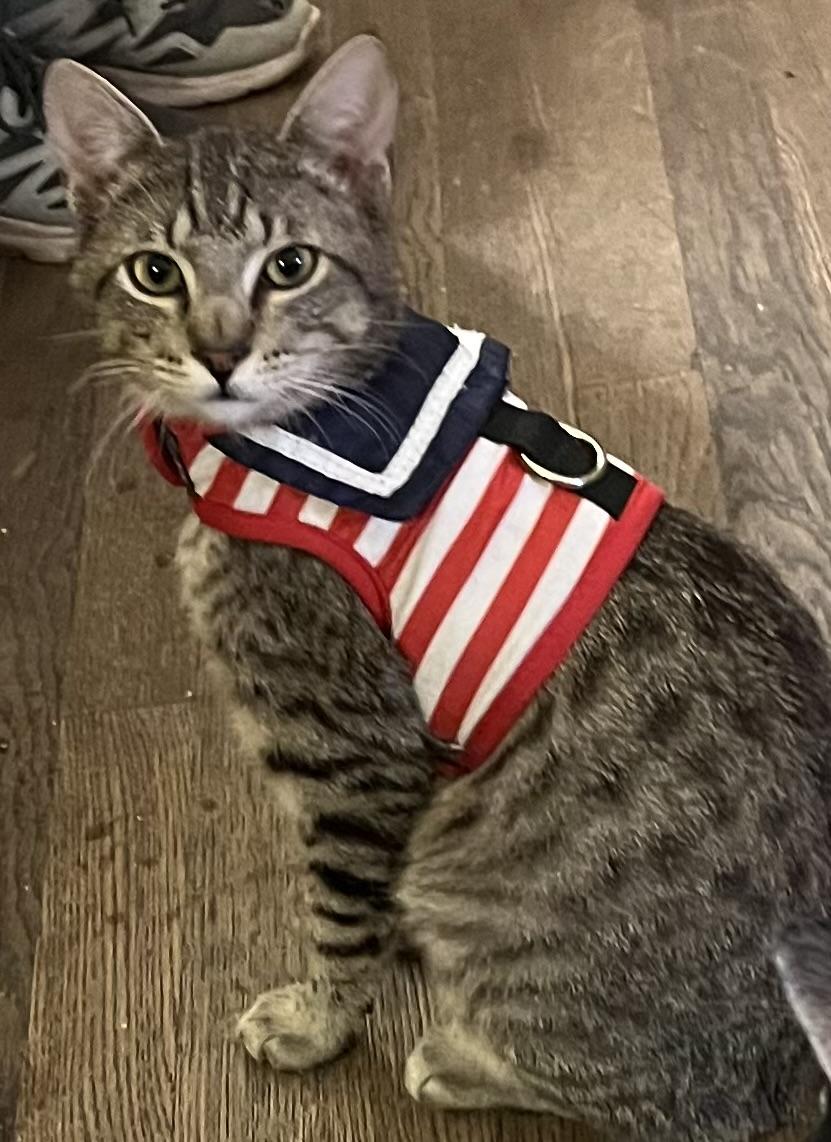 Spunky, a Adoptable Tiger in Santa Cruz, CA image 2/6