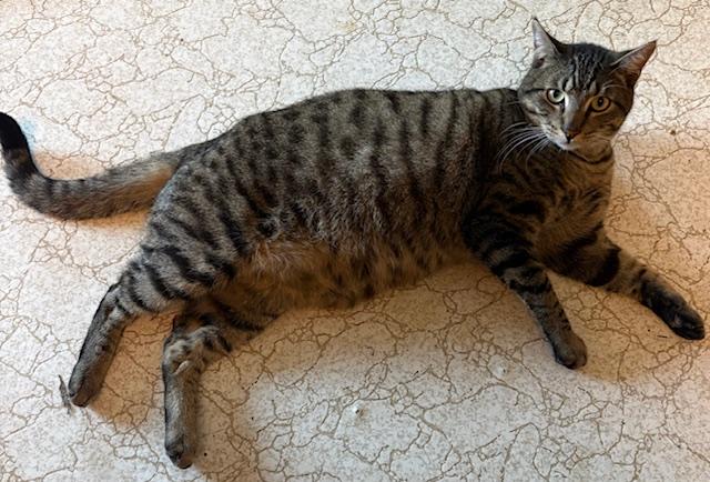 Enlarge Sputnik, a Adoptable Tiger in Santa Cruz, CA image 6/6