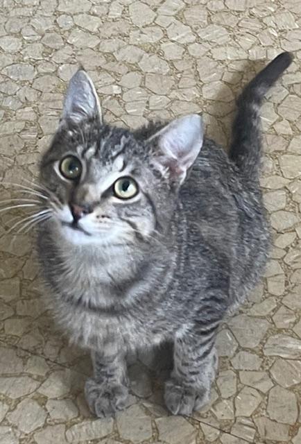 Spunky, a Adoptable Tiger in Santa Cruz, CA image 5/6