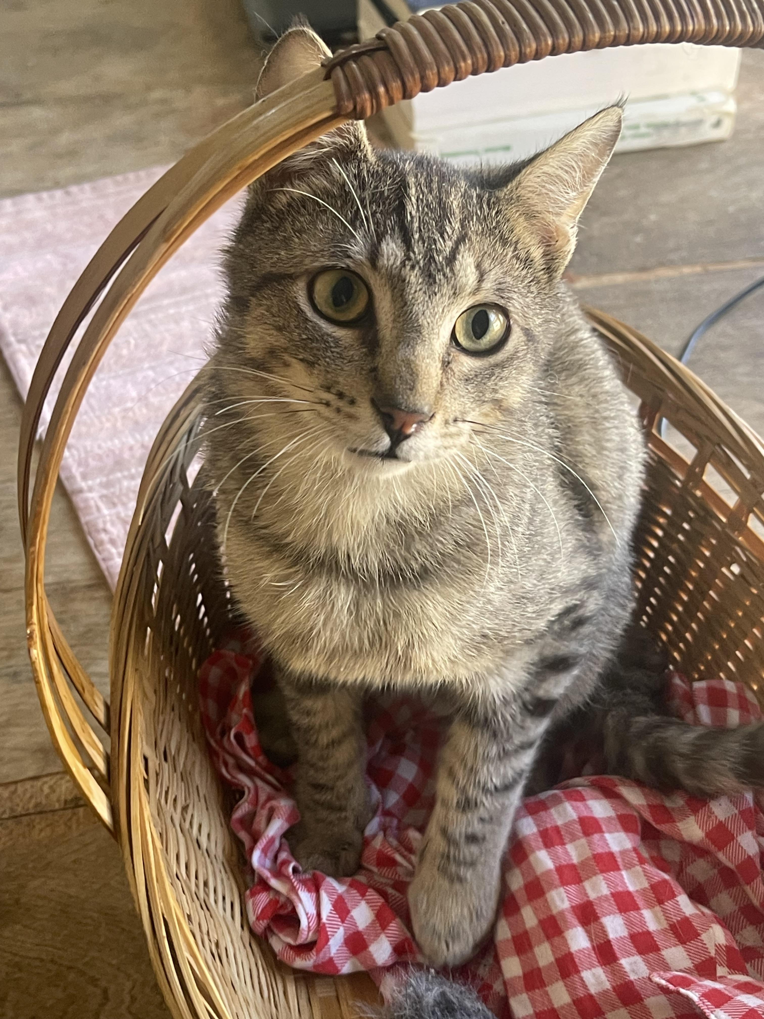 Spunky, a Adoptable Tiger in Santa Cruz, CA image 4/6