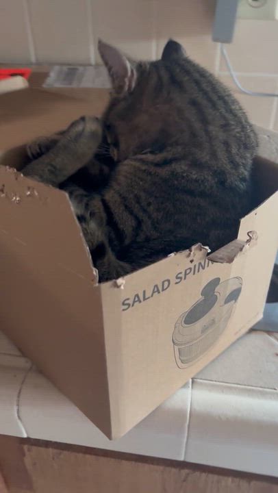 Enlarge Spunky!, a Adoptable Tiger in Santa Cruz, CA video 3/6