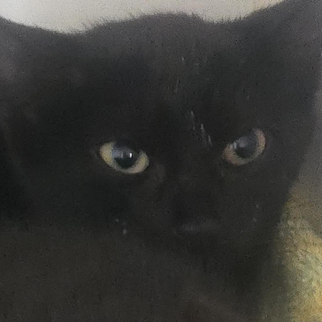 Linus, Adoptable, Kitten Male Domestic Short Hair.