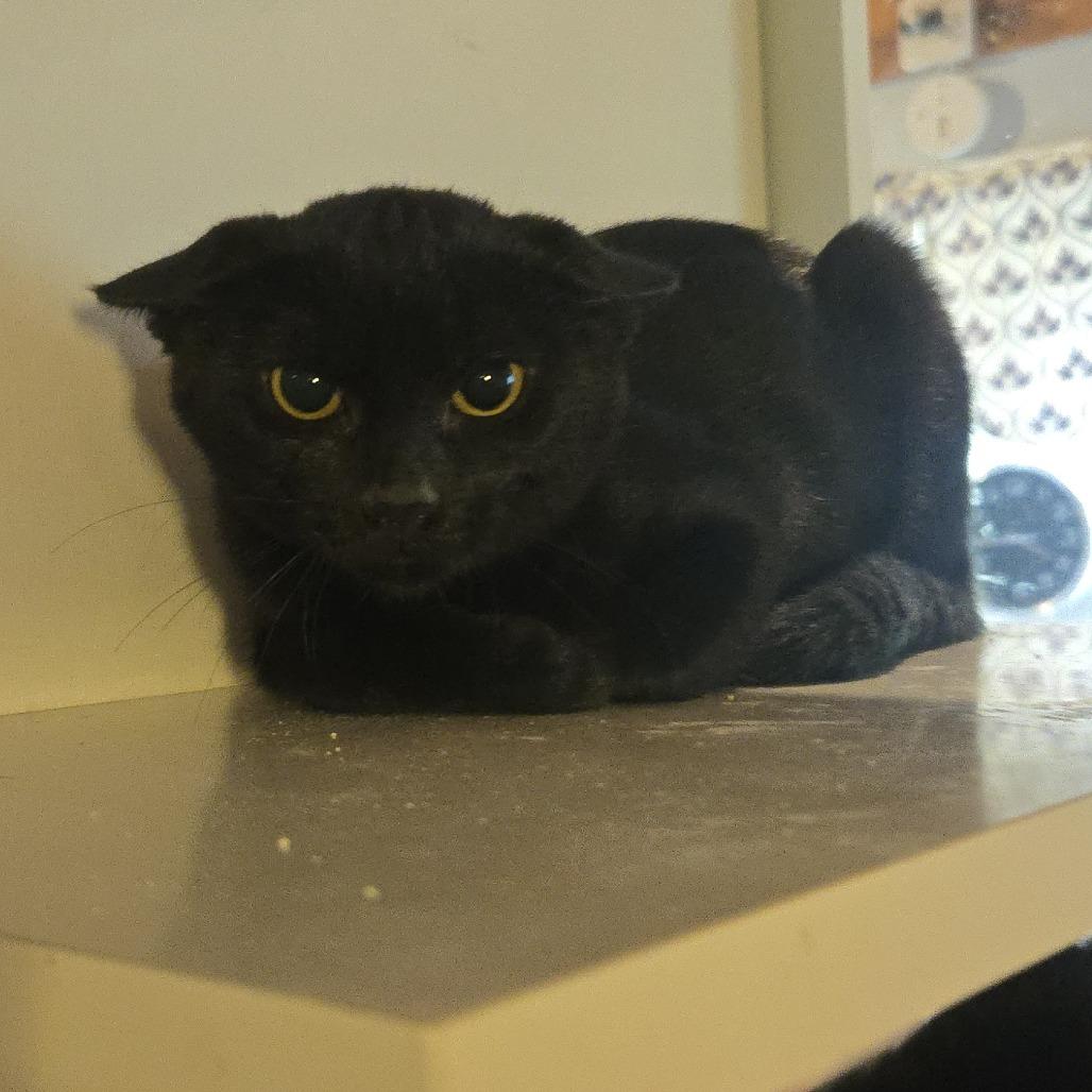 Enlarge Linus, a Adoptable Domestic Short Hair in Salisbury, MA image 2/2