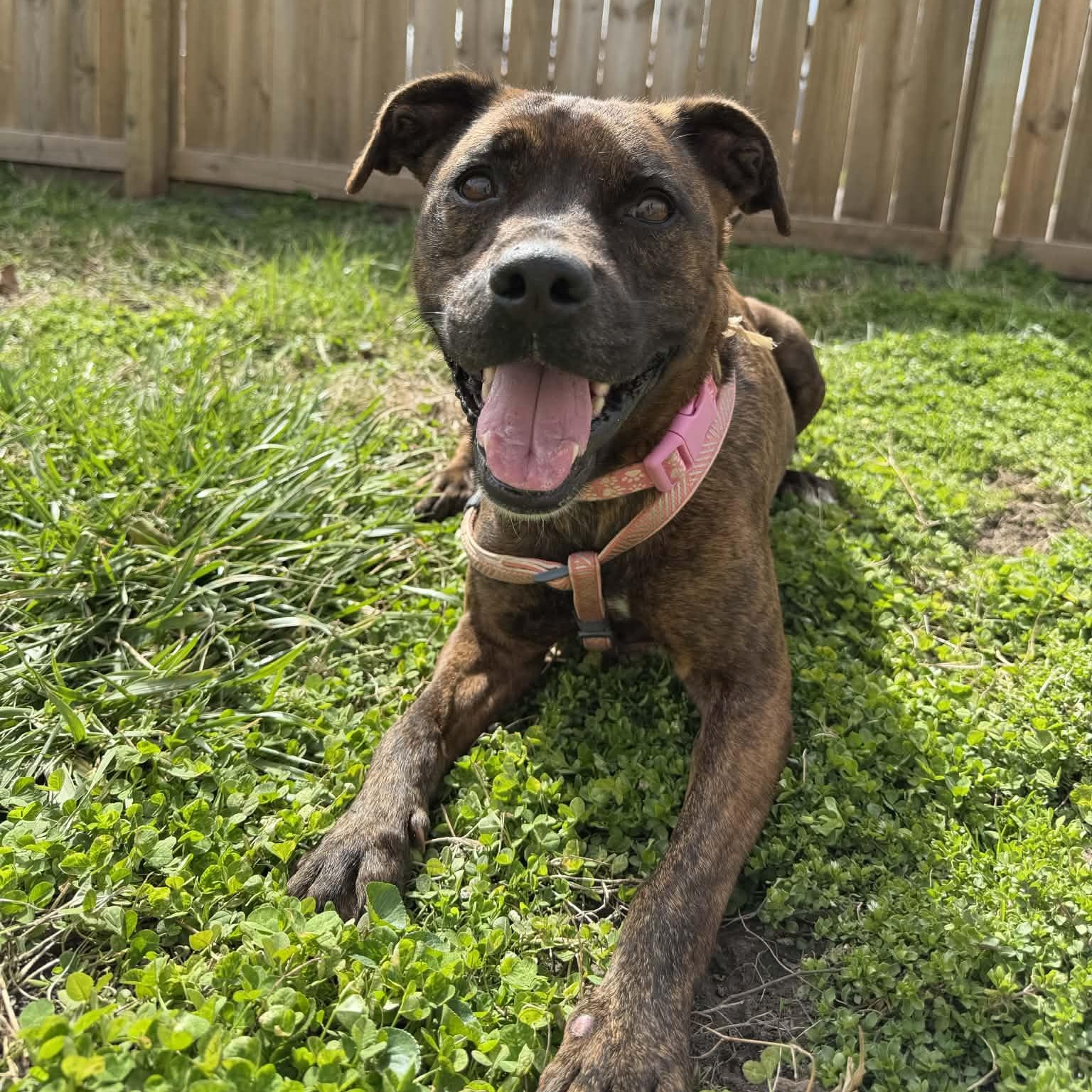 Enlarge Autumn, a ADOPTABLE mixed breed in Martinsville, IN image 5/6