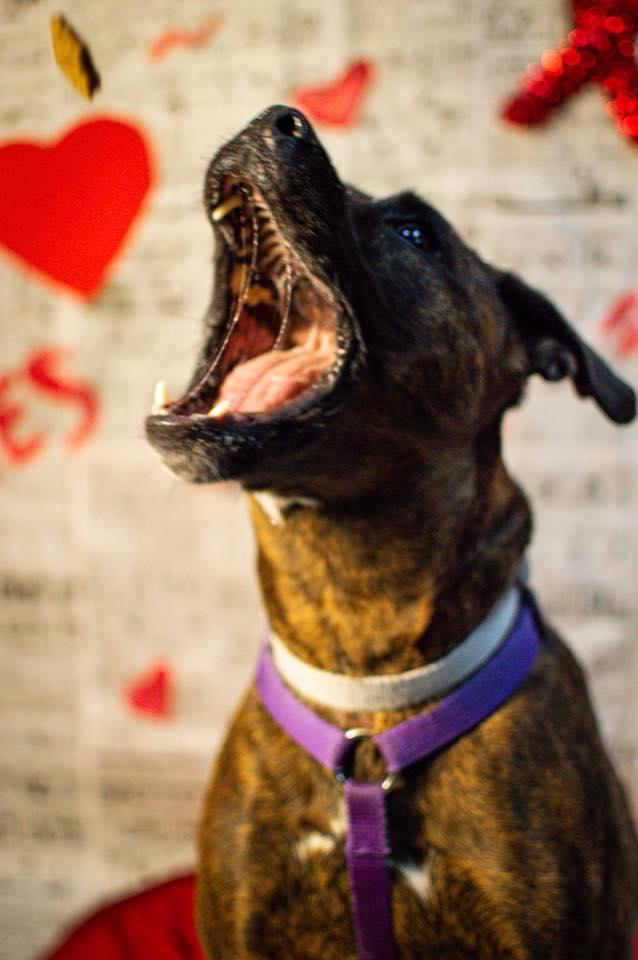 Enlarge Autumn, a ADOPTABLE mixed breed in Martinsville, IN image 3/6
