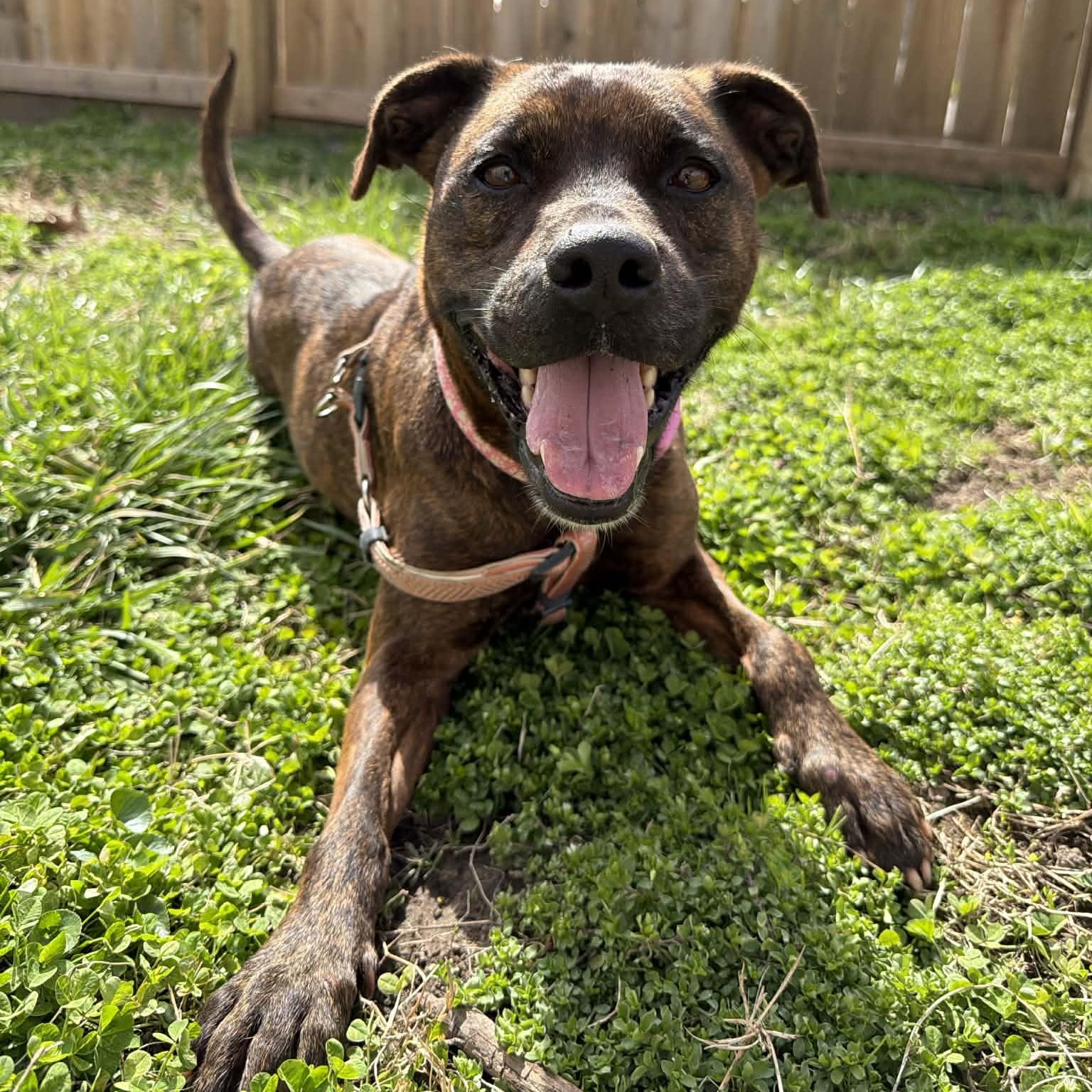 Autumn, ADOPTABLE, Adult Female Pit Bull Terrier.