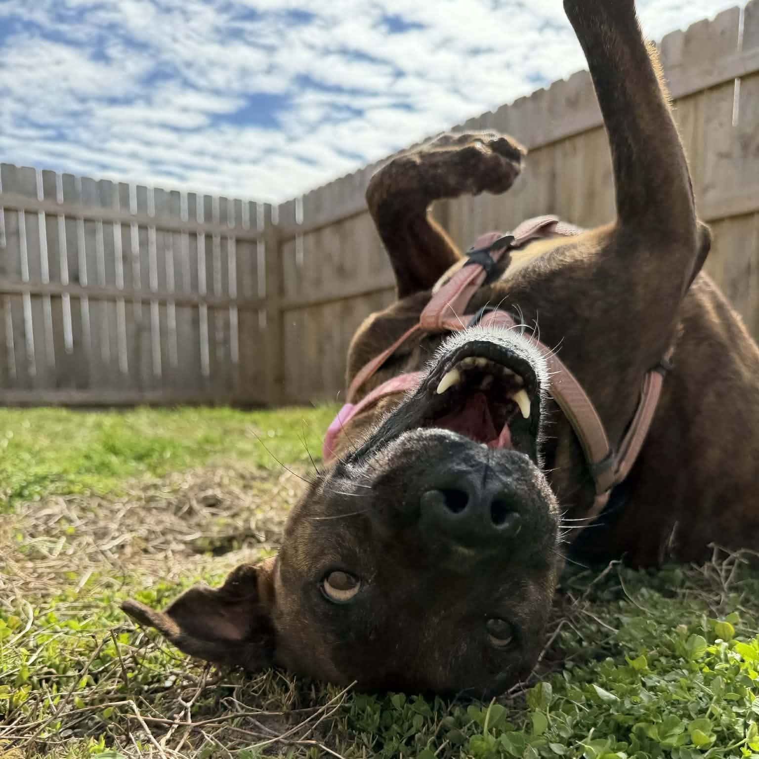 Enlarge Autumn, a ADOPTABLE mixed breed in Martinsville, IN image 4/6