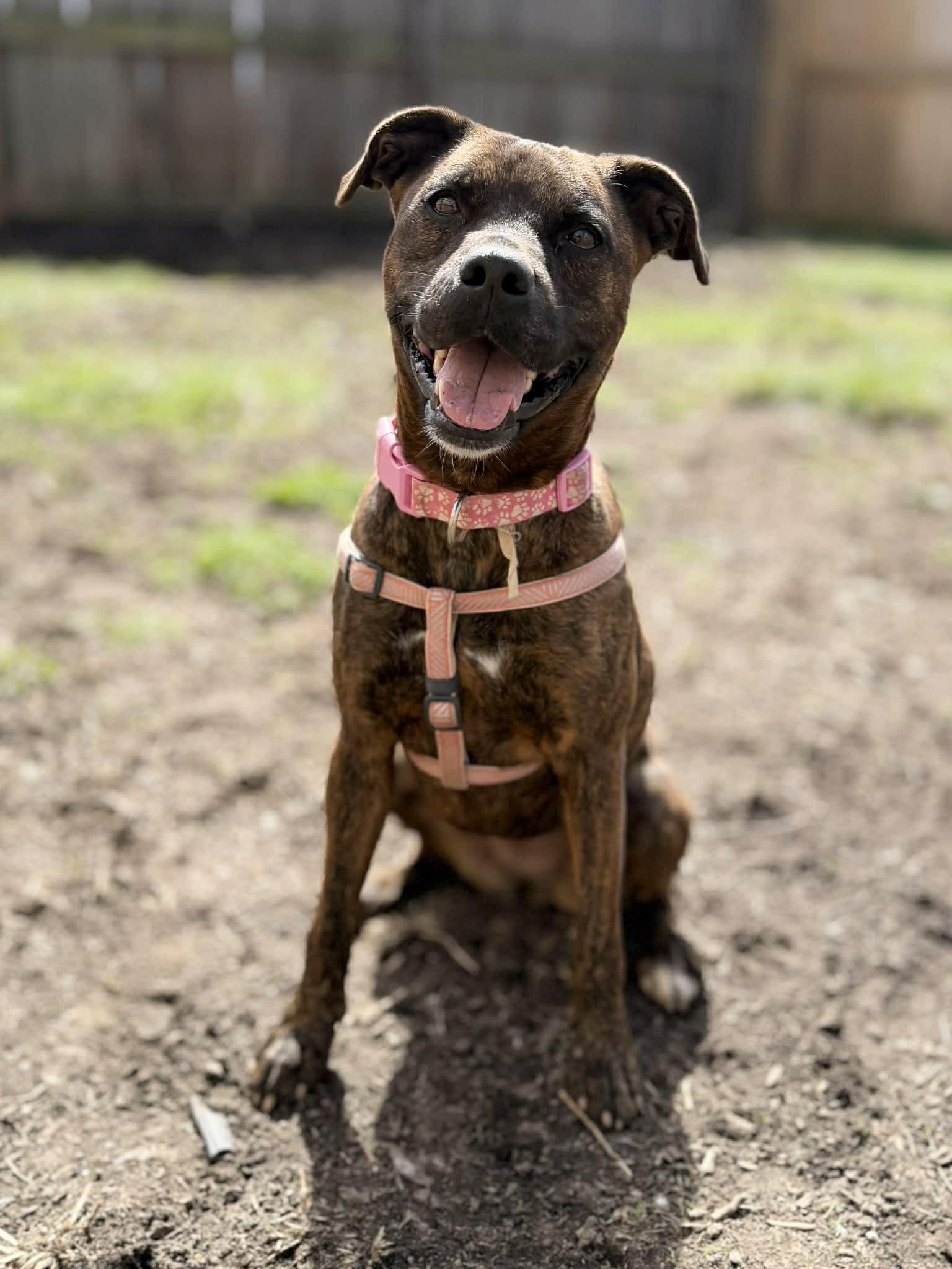Enlarge Autumn, a ADOPTABLE mixed breed in Martinsville, IN image 6/6